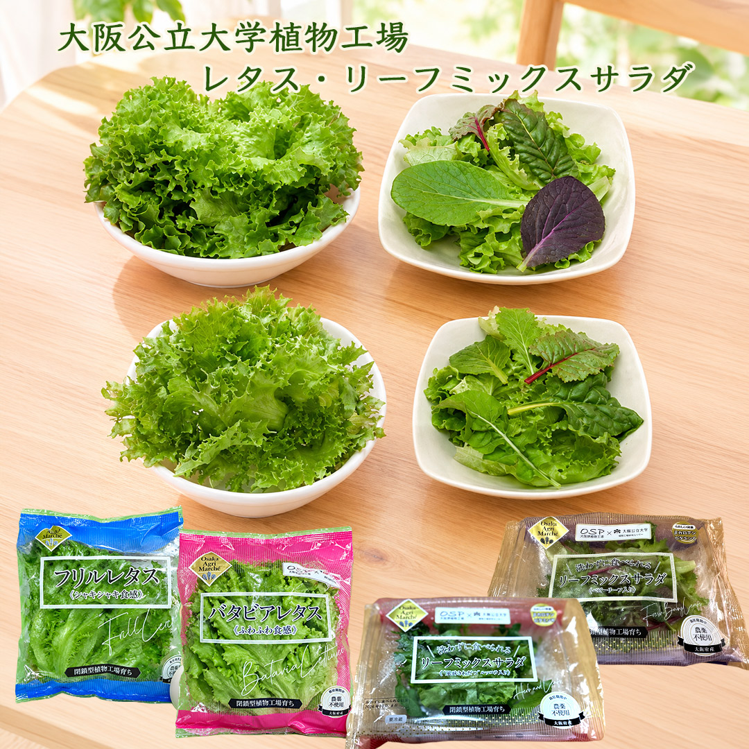 大阪公立大学植物工場 バタビアレタス3個/フリルレタス3個/リーフミックスサラダマイルド(ベビーリーフ入り)3個/リーフミックスサラダスパイシー(風味きわだつルッコラ入り)3個セット 栽培期間中農薬不使用 閉鎖型植物工場育ち 送料無料(北海道、沖縄1000円)