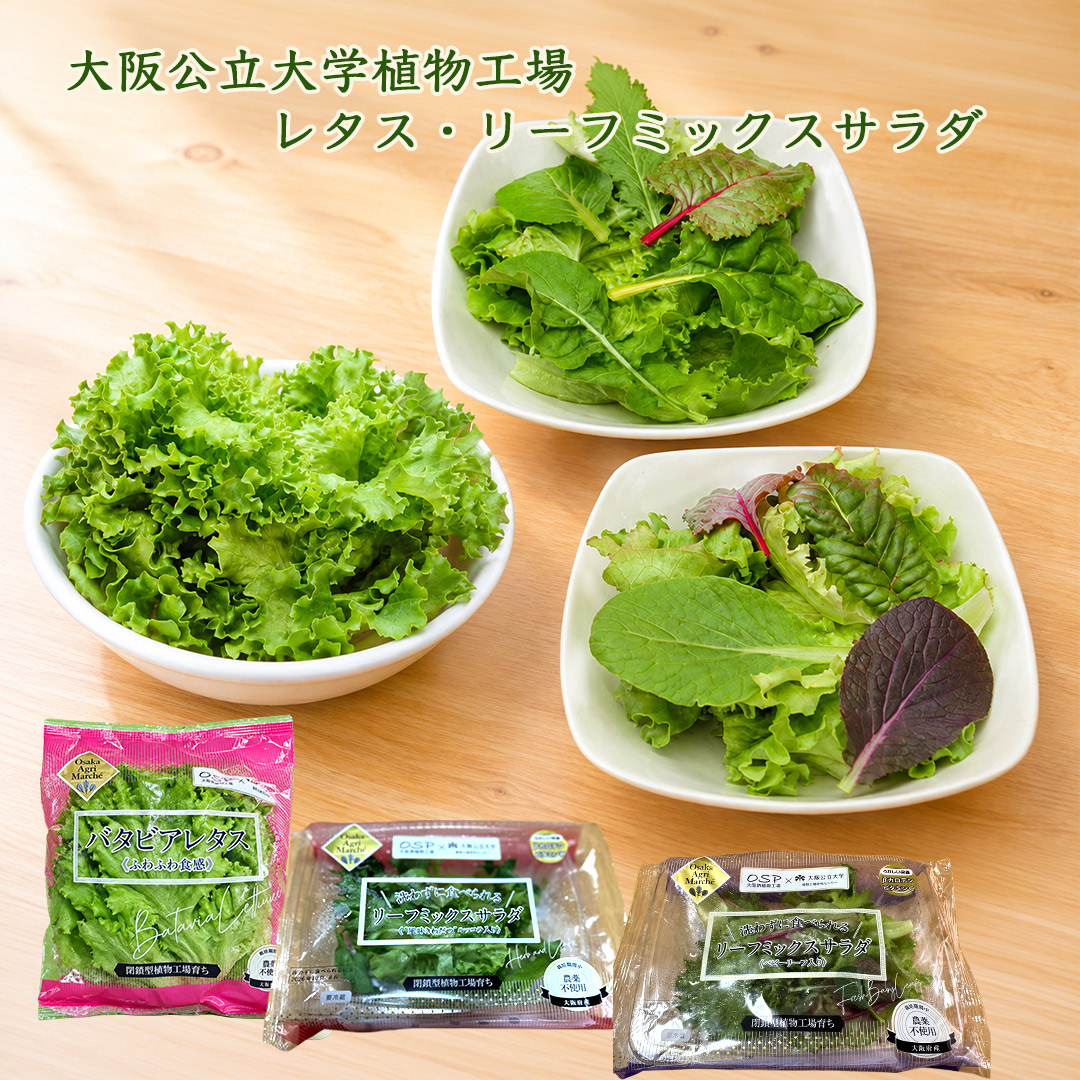 大阪公立大学植物工場 バタビアレタス6個/リーフミックスサラダマイルド(ベビーリーフ入り)3個/リーフミックスサラダスパイシー(風味きわだつルッコラ入り)3個セット栽培期間中農薬不使用 閉鎖型植物工場育ち 送料無料(北海道、沖縄1000円)
