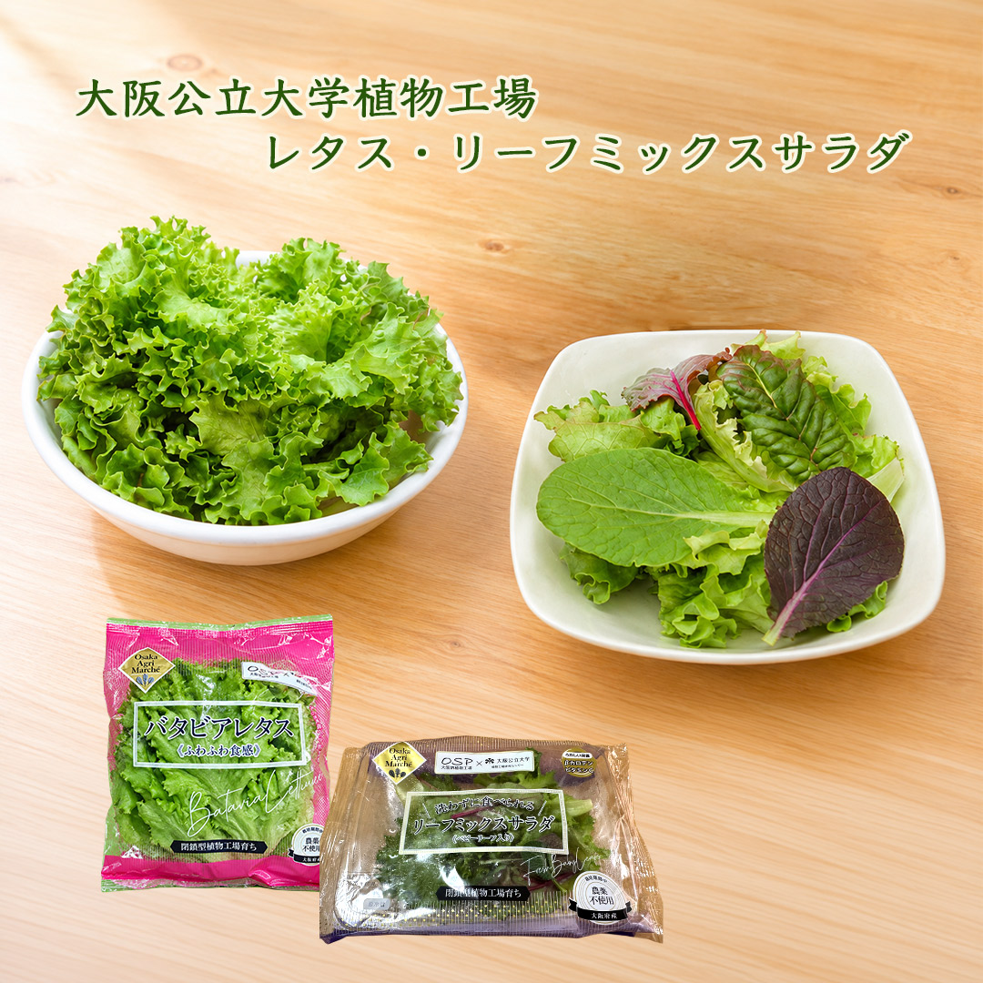大阪公立大学植物工場 バタビアレタス6個 リーフミックスサラダマイルド(ベビーリーフ入り)6個入り栽培期間中農薬不使用 閉鎖型植物工場育ち 送料無料(北海道、沖縄1000円)