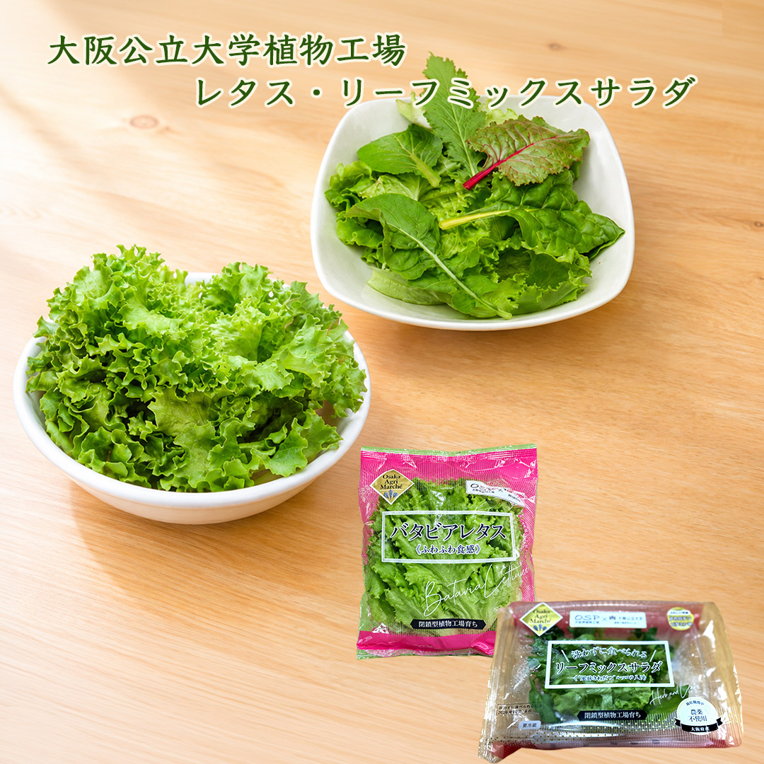 大阪公立大学植物工場 バタビアレタス6個/リーフミックスサラダスパイシー(風味きわだつルッコラ入り)6個入り 栽培期間中農薬不使用 閉鎖型植物工場育ち 送料無料(北海道、沖縄1000円)