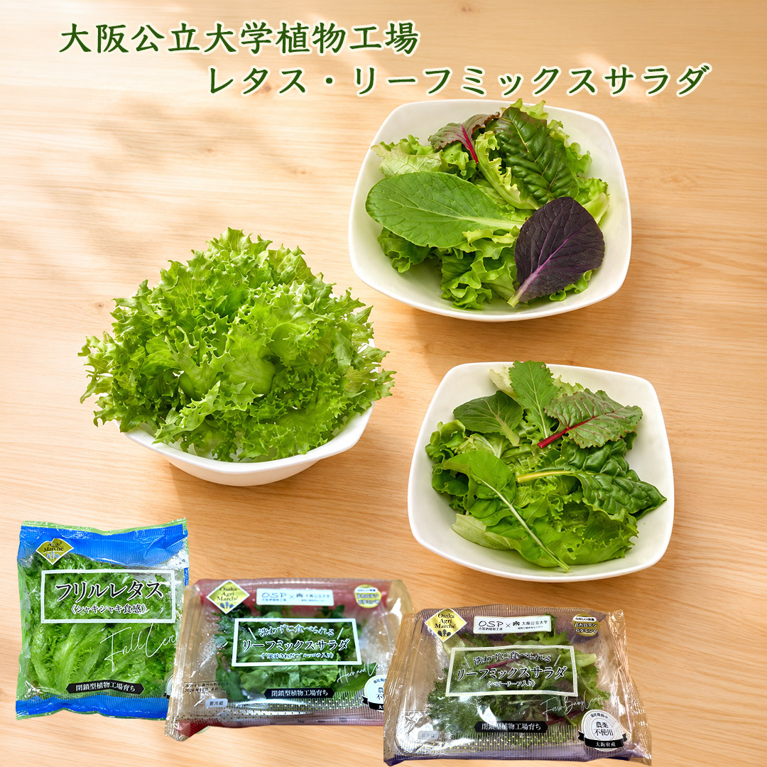 大阪公立大学植物工場 フリルレタス6個/リーフミックスサラダマイルド(ベビーリーフ入り)3個/リーフミックスサラダスパイシー(風味きわだつルッコラ入り)3個 栽培期間中農薬不使用 閉鎖型植物工場育ち 送料無料(北海道、沖縄1000円)