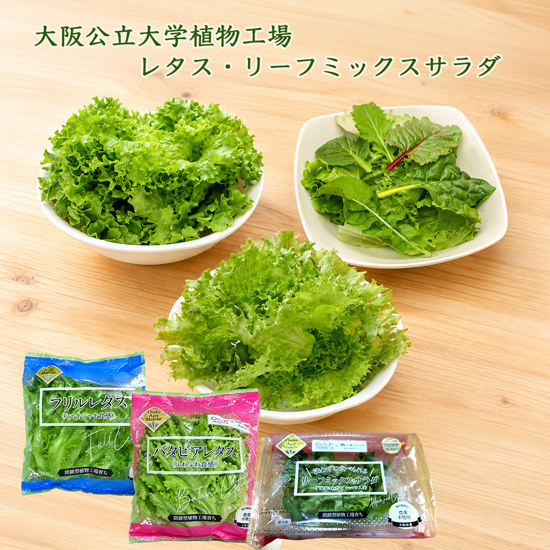 大阪公立大学植物工場 バタビアレタス3個/フリルレタス3個/リーフミックスサラダスパイシー(風味きわだつルッコラ入り)6個 栽培期間中農薬不使用 閉鎖型植物工場育ち 送料無料(北海道、沖縄1000円)