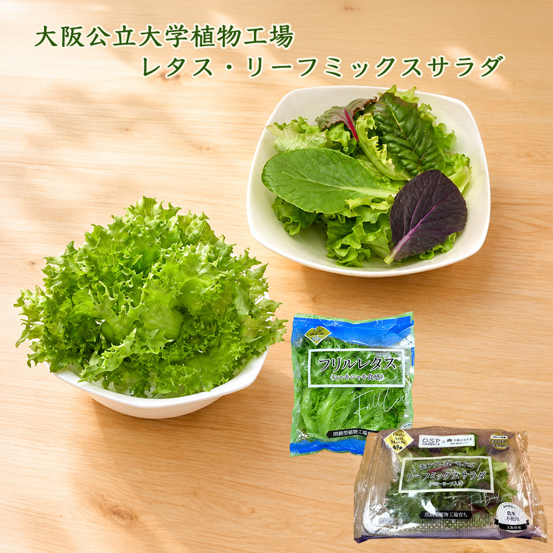 大阪公立大学植物工場 フリルレタス6個/リーフミックスサラダマイルド(ベビーリーフ入り)6個入り 栽培期間中農薬不使用 閉鎖型植物工場育ち 送料無料(北海道/沖縄は1000円)