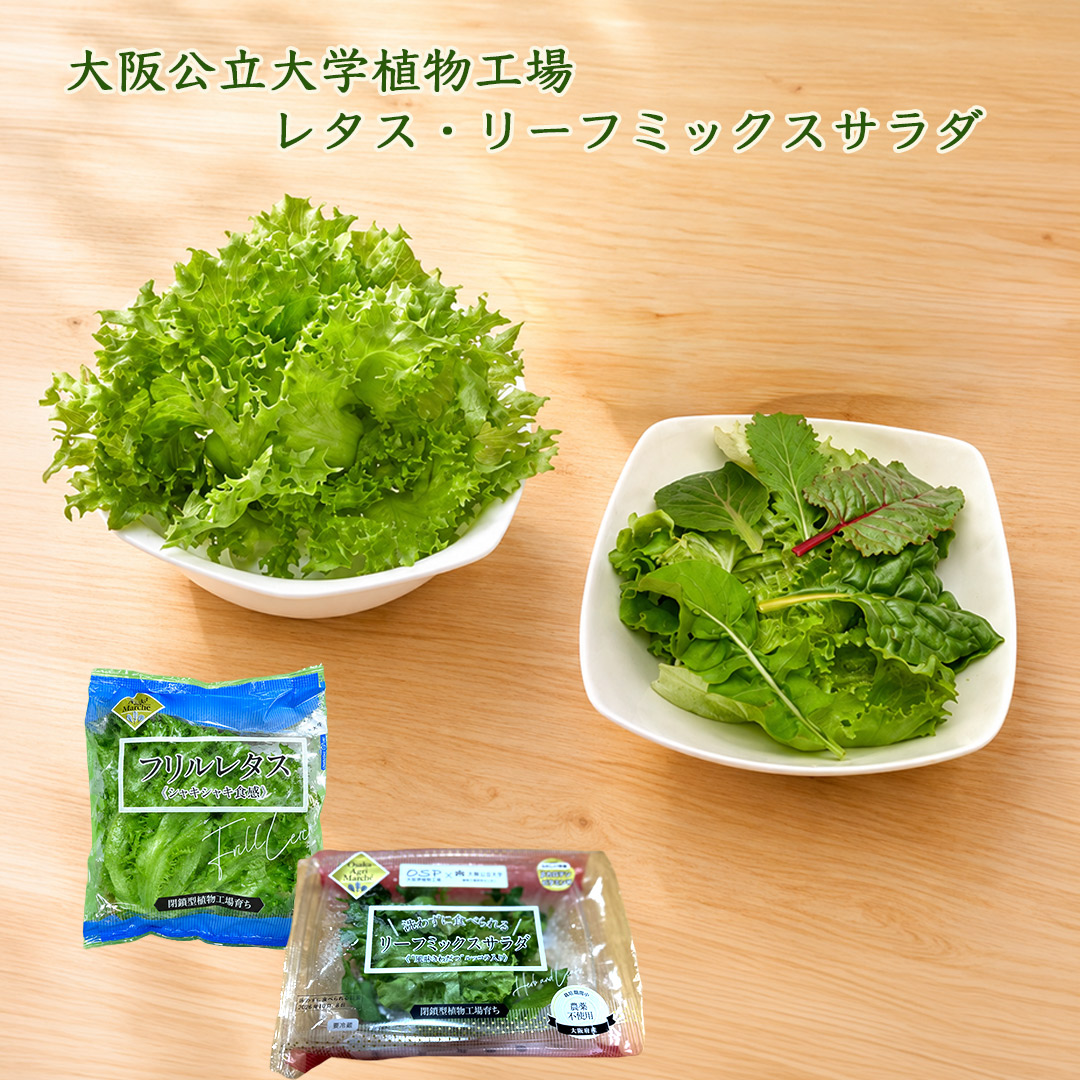 大阪公立大学植物工場 フリルレタス6個/リーフミックスサラダスパイシー(風味きわだつルッコラ入り)6個セット 栽培期間中農薬不使用 閉鎖型植物工場育ち 送料無料(北海道、沖縄1000円)