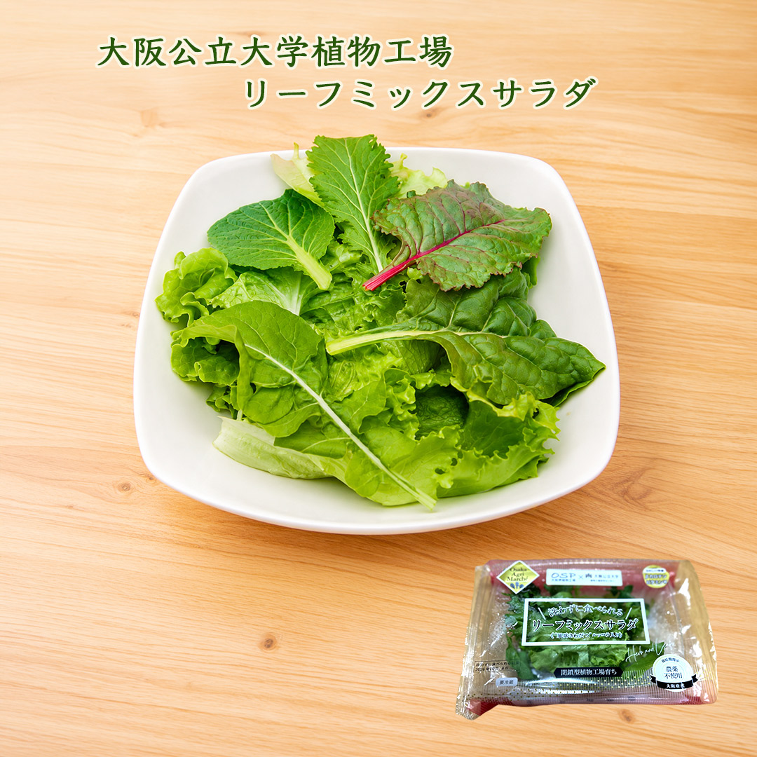 大阪公立大学植物工場 バタビアレタス3個/フリルレタス3個/リーフミックスサラダスパイシー(風味きわだつルッコラ入り)6個 栽培期間中農薬不使用 閉鎖型植物工場育ち 送料無料(北海道、沖縄1000円)