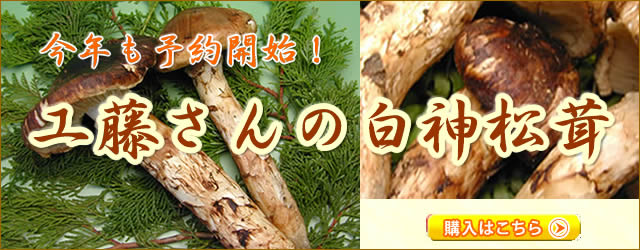 工藤さんの白神松茸