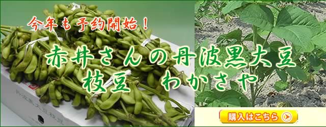 赤井さんの丹波黒大豆枝豆