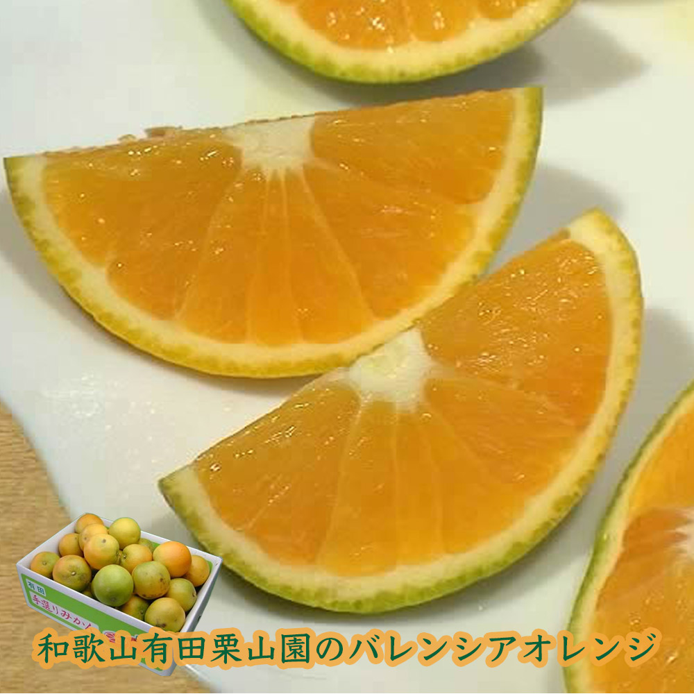 栗山園のバレンシアオレンジ