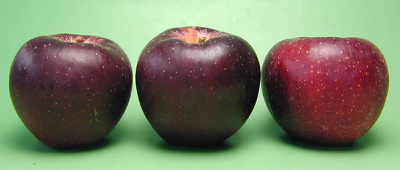 りんご　秋映え