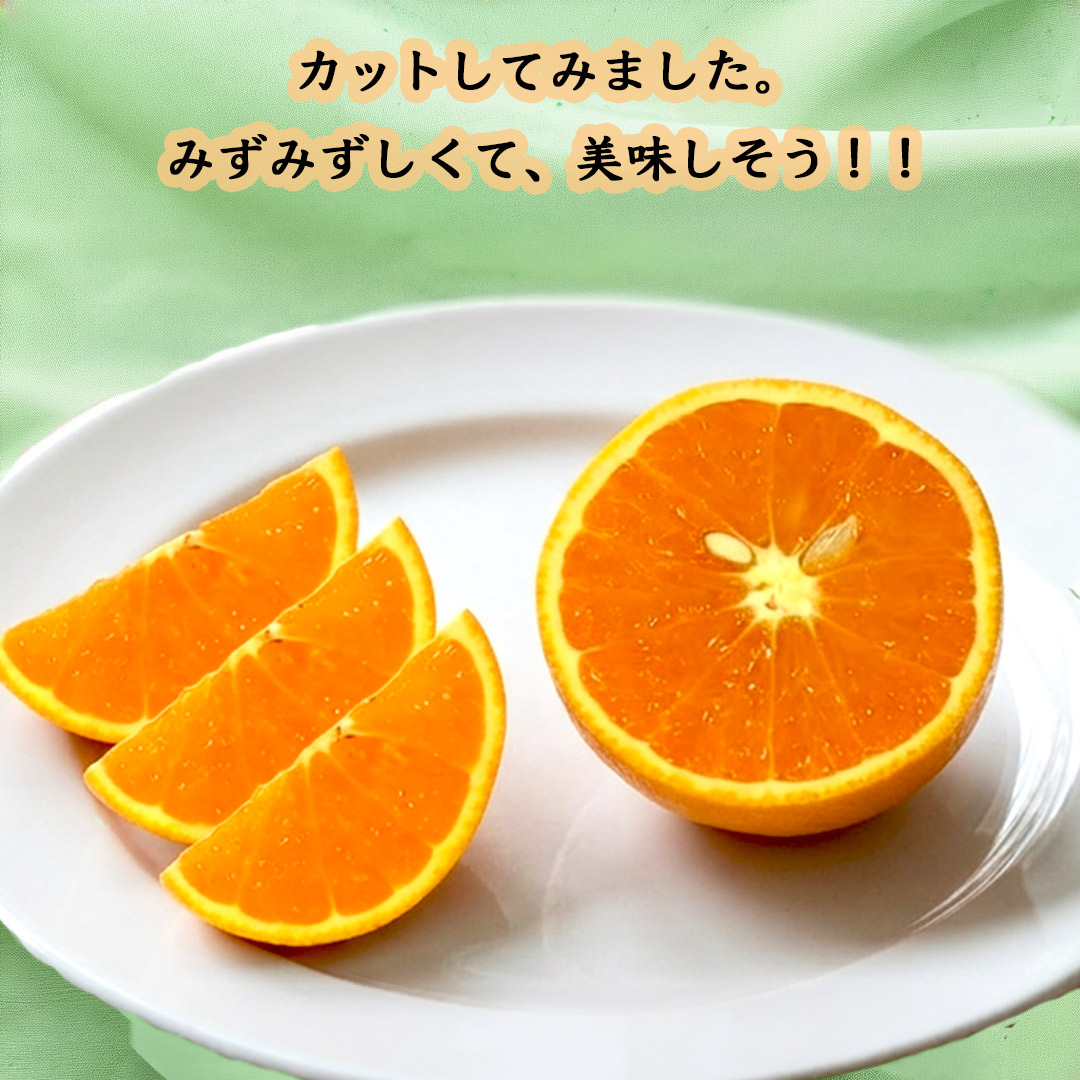 栗山園の清見オレンジ