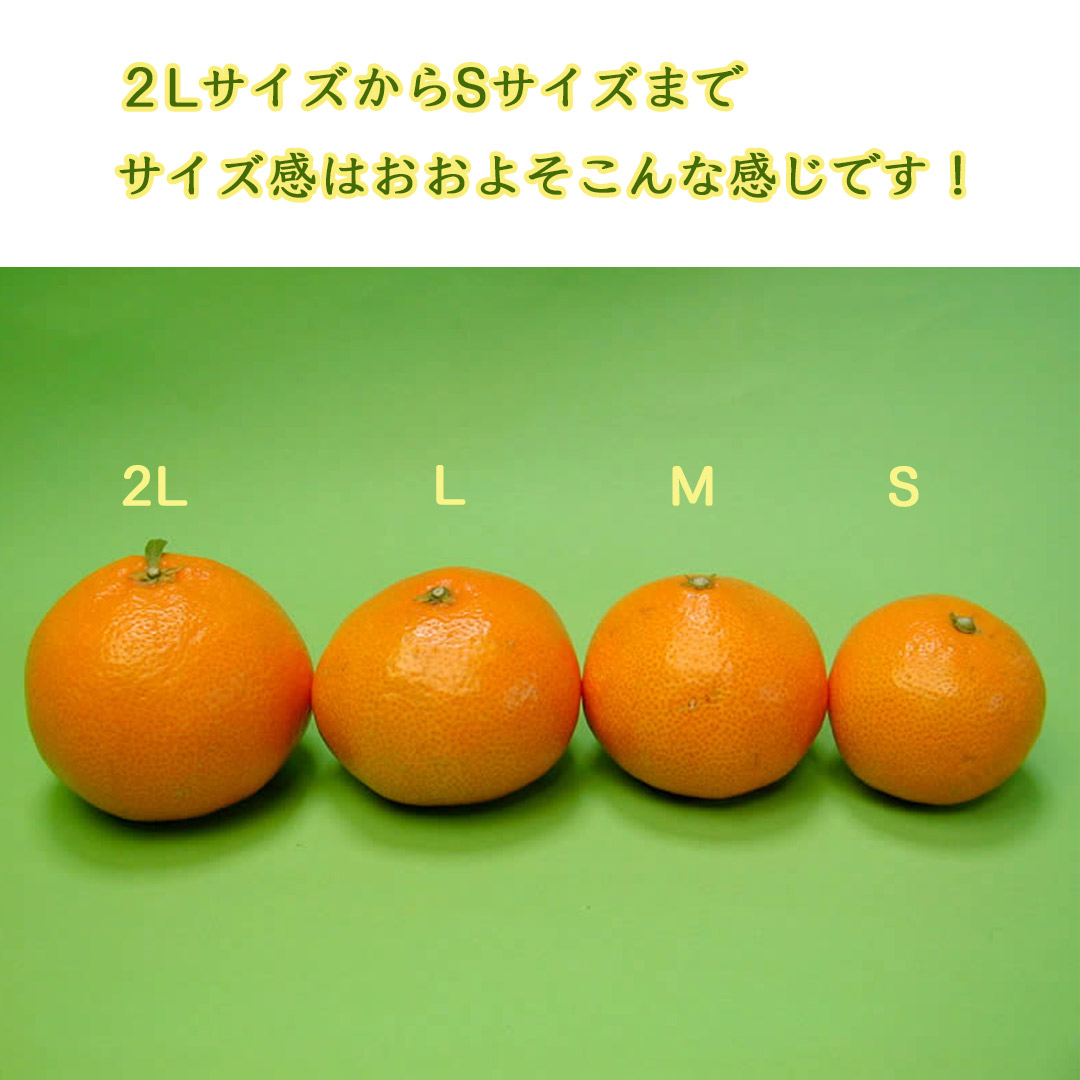 栗山園の有田みかん宮川早生サイズ感