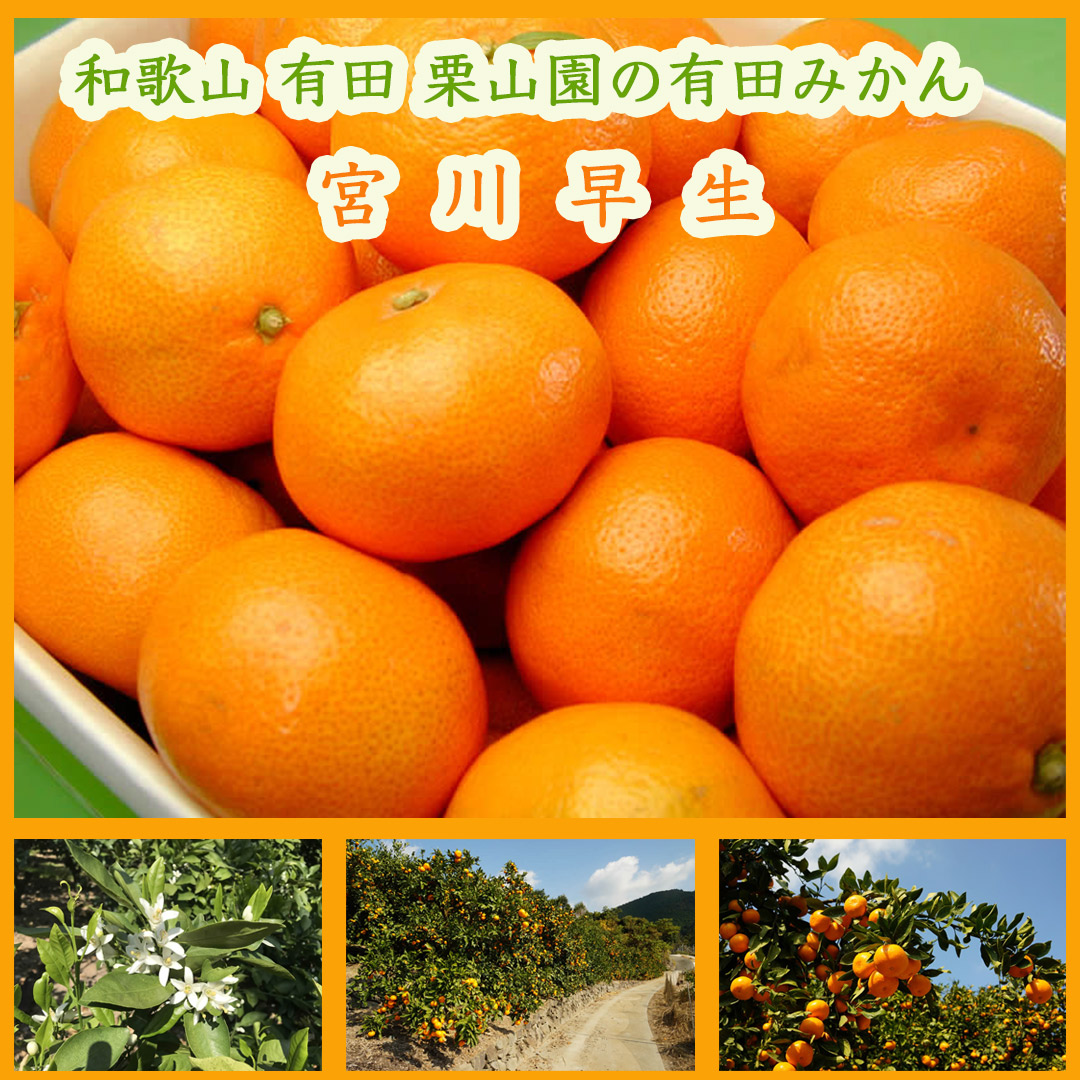 栗山園の有田みかん宮川早生