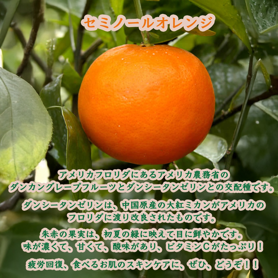 セミノールオレンジ