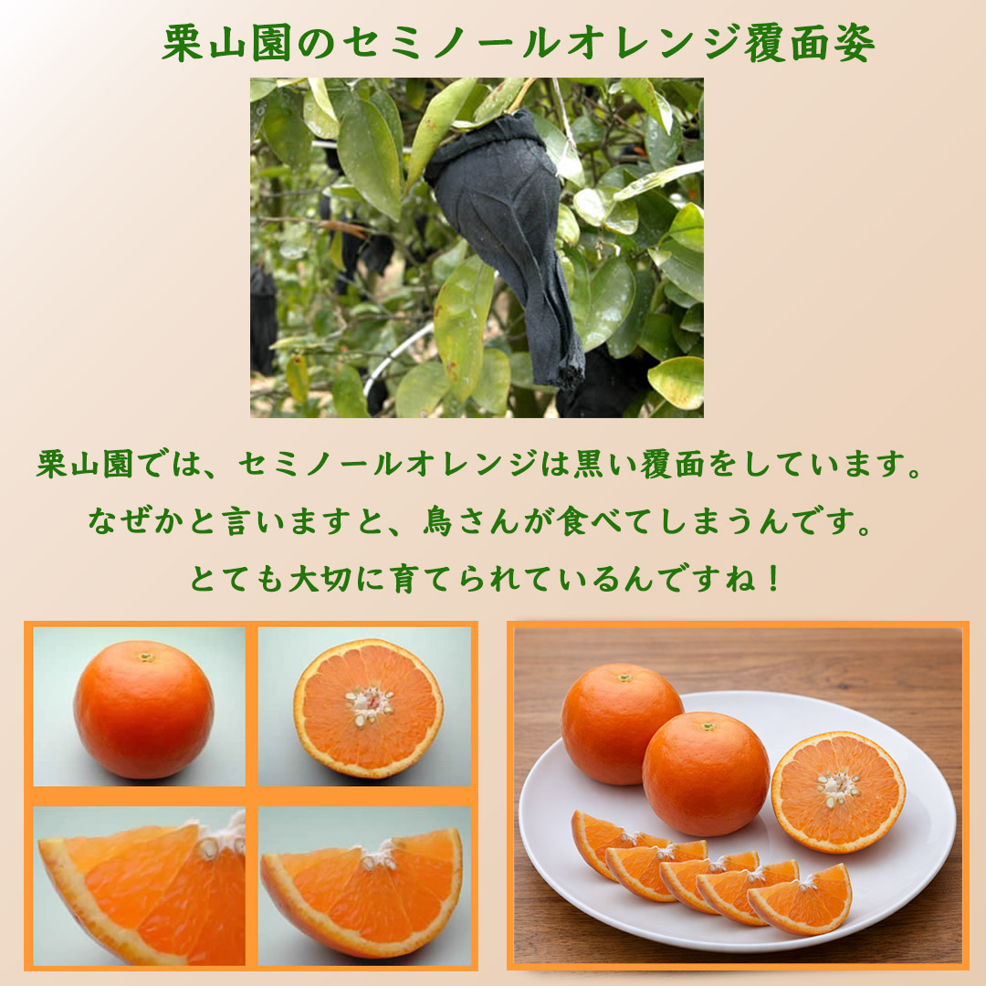 セミノールオレンジ