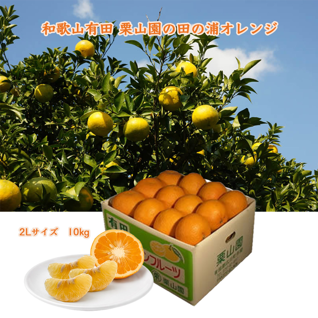 栗山園の田の浦オレンジ