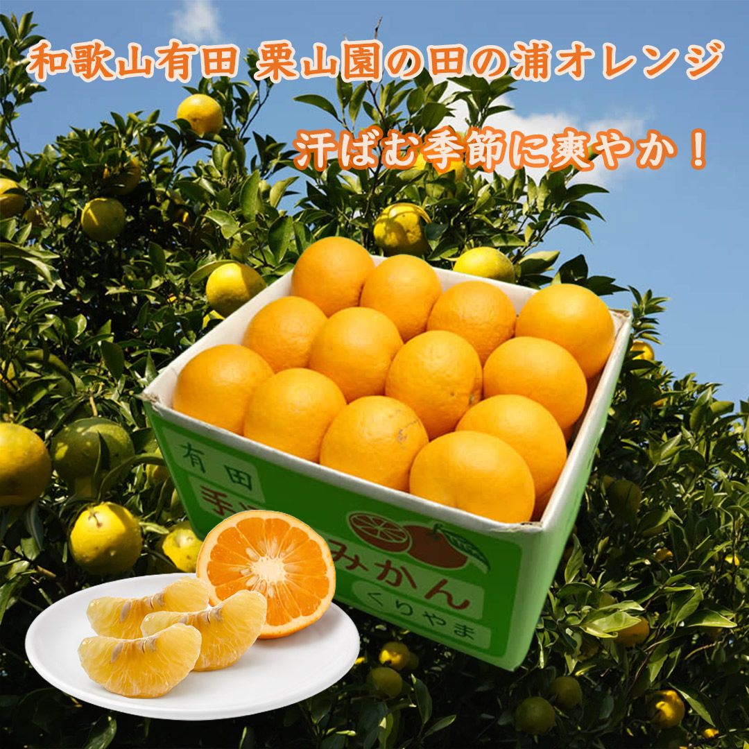 栗山園の田の浦オレンジ
