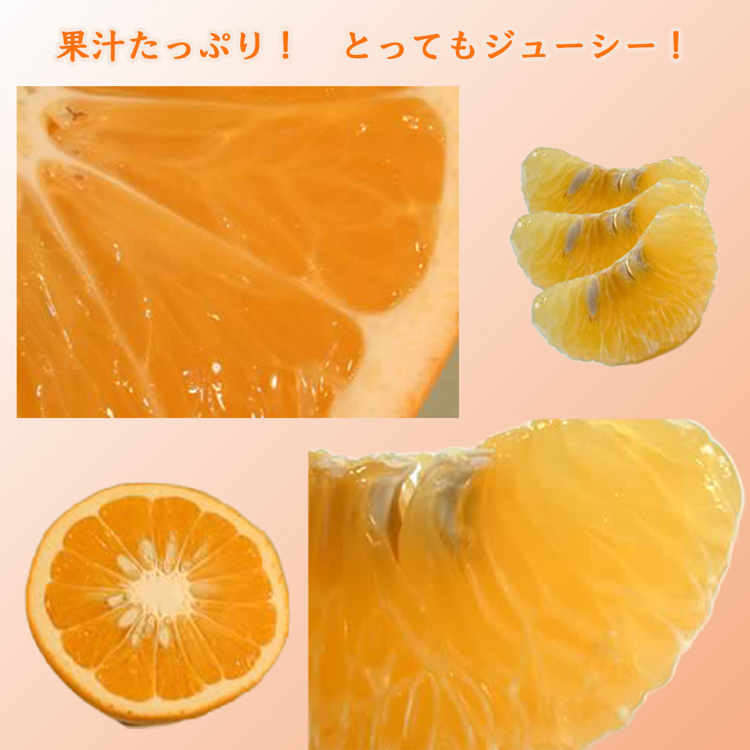 栗山園の田の浦オレンジ