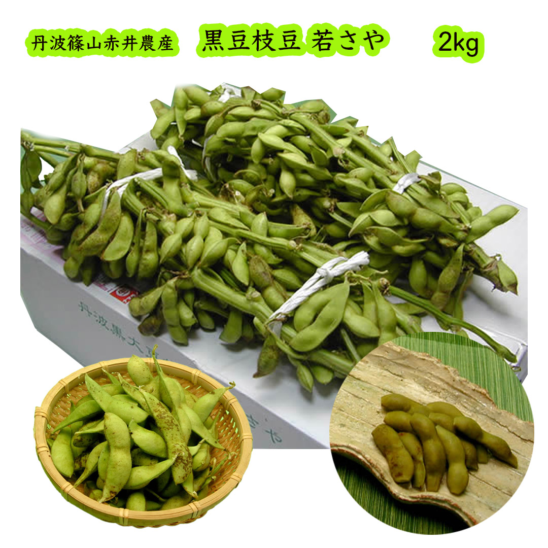 赤井さんの丹波黒豆枝豆 若さや 約2kg (送料無料/沖縄1000円) 枝付き