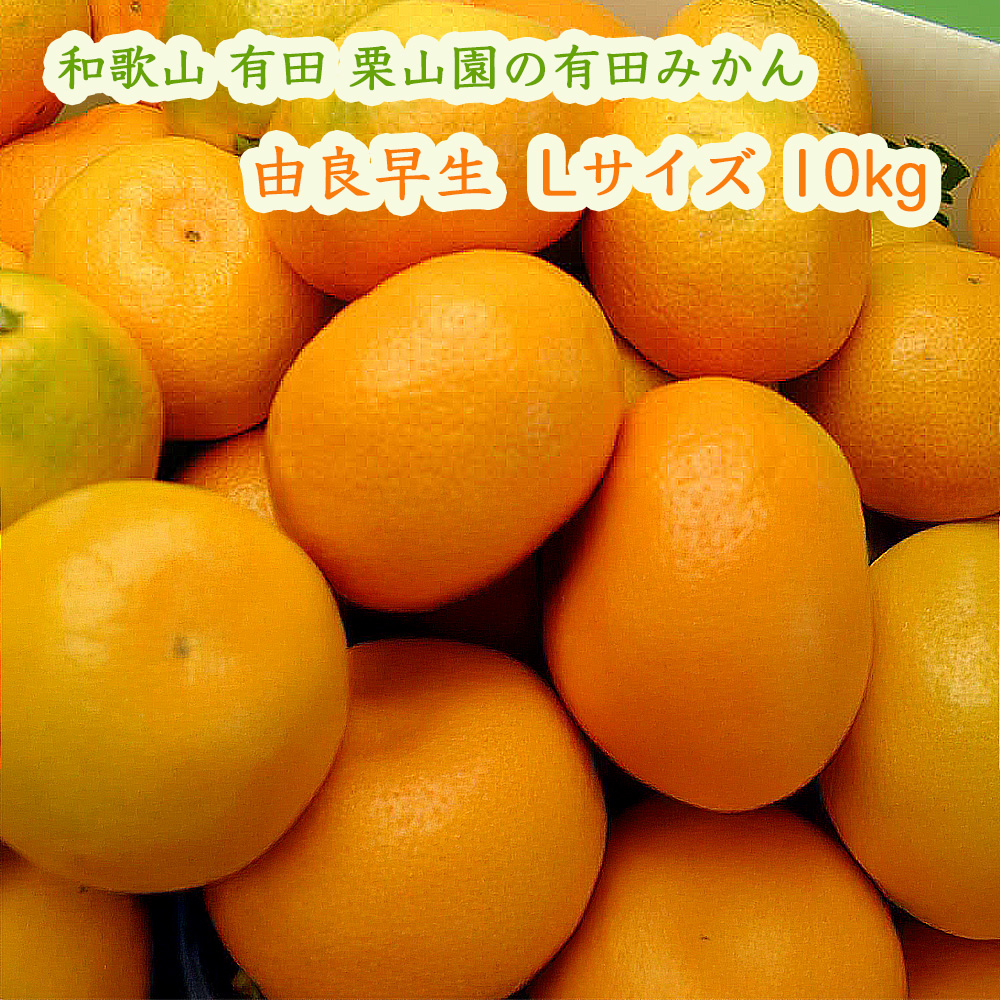 栗山園の有田みかん由良早生