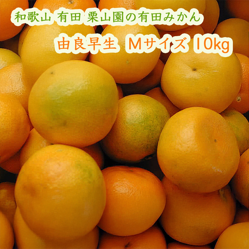 栗山園の有田みかん由良早生