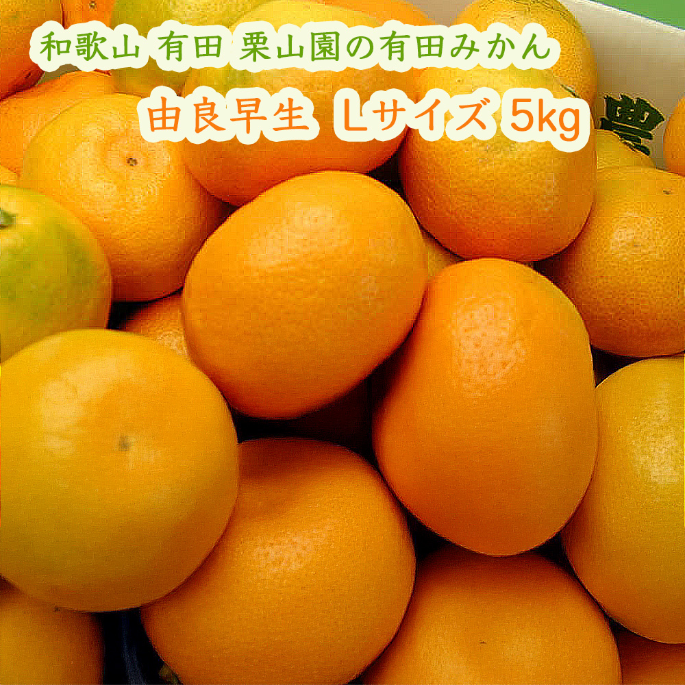 栗山園の有田みかん由良早生