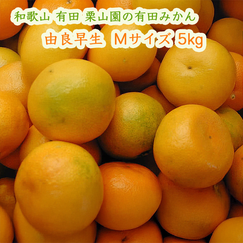 栗山園の有田みかん由良早生