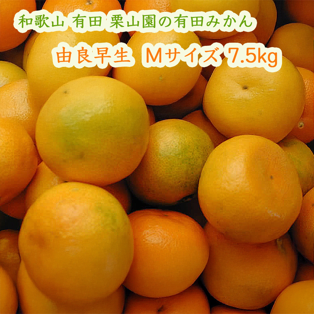 栗山園の有田みかん由良早生